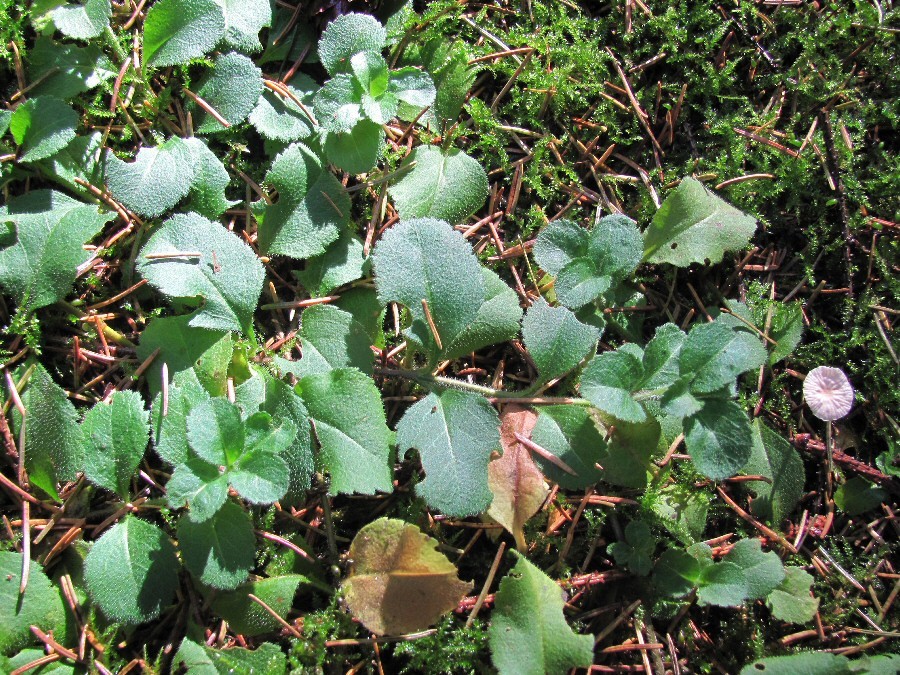 Image of Veronica officinalis specimen.