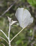 Populus alba. Верхушка побега с молодыми и полностью распустившимся листьями (видна абаксиальная поверхность). Испания, автономное сообщество Каталония, провинция Жирона, комарка Баш Эмпорда, муниципалитет Паламос, берег р. Ауби, посадки вдоль пешеходной тропы. 10.04.2024.