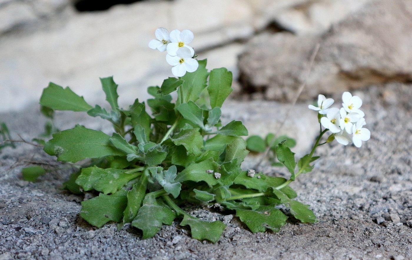 Изображение особи Arabis caucasica.