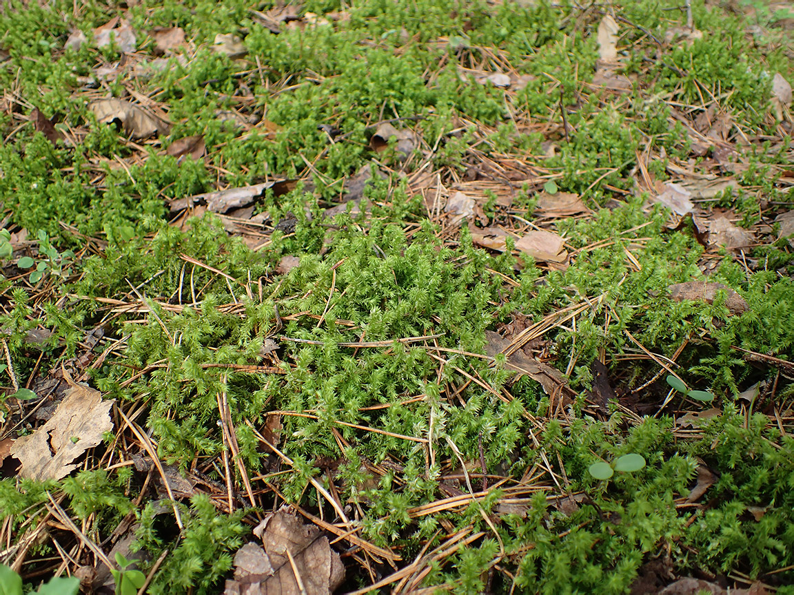 Изображение особи Rhytidiadelphus triquetrus.