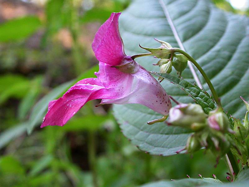 Image of Impatiens glandulifera specimen.