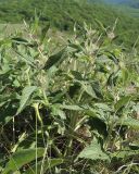 Phlomis taurica