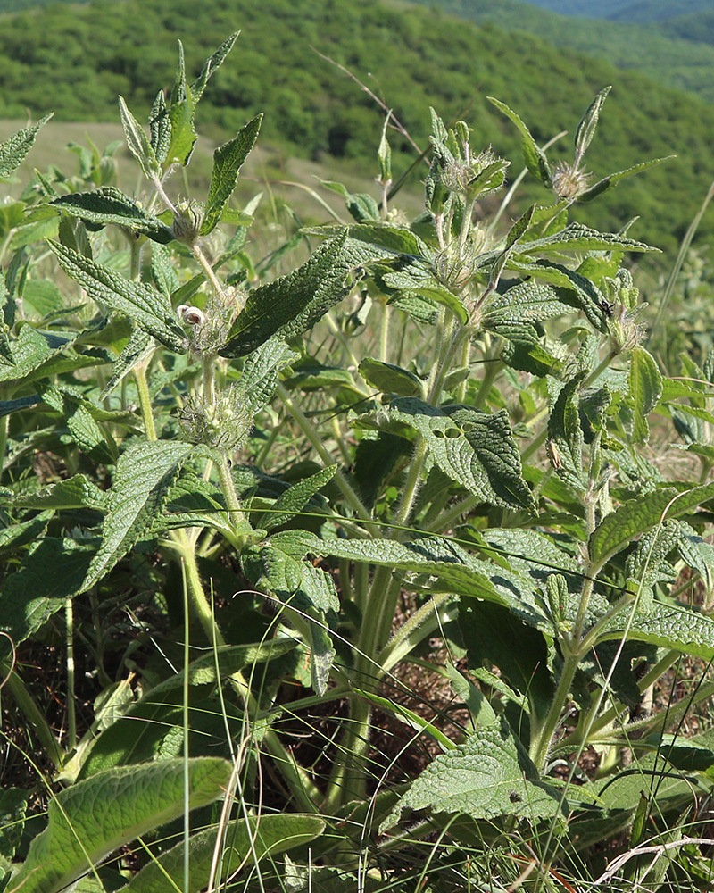 Изображение особи Phlomis taurica.