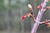 Acer rubrum
