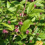 Lonicera maximowiczii