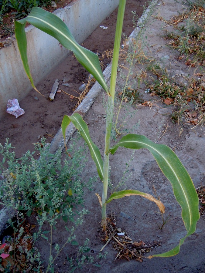Изображение особи Sorghum saccharatum.