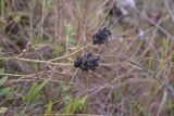 Astragalus cicer