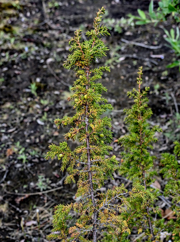 Image of Juniperus sibirica specimen.