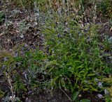 Mentha spicata
