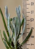 Lavandula latifolia. Прикорневая часть растения. Испания, Каталония, пров. Жирона, комарка Сельва, муниципалитет Сускеда, перевал Майа (Coll de Malla), 1010 м н.у.м, сложенный мергелями холм. 16.10.2024.