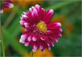 Dahlia × cultorum