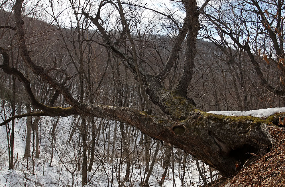 Image of Betula schmidtii specimen.