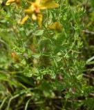 Hypericum perforatum