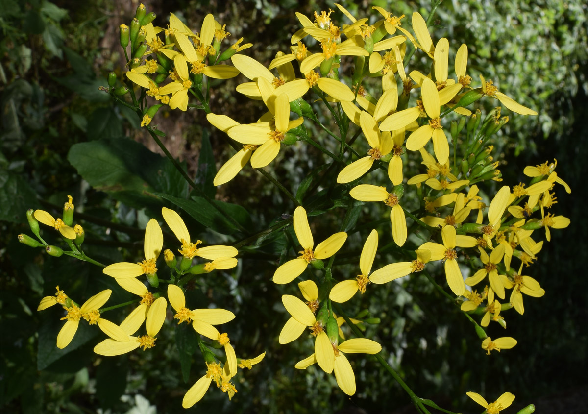 Изображение особи Ligularia thomsonii.