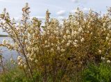Amelanchier spicata. Цветущие растения. Тверская обл., Кимрский р-н, окр. г. Дубна, дамба Иваньковского вдхр., луг на склоне. 15.05.2024.