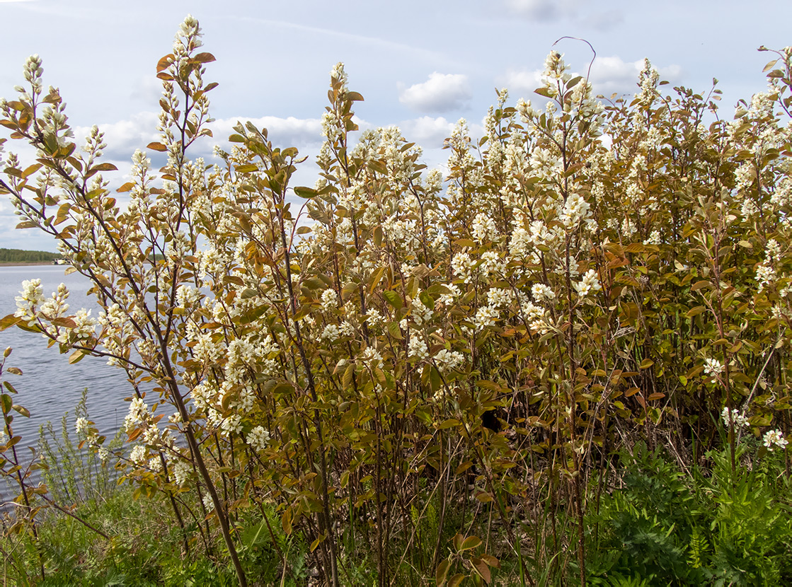 Image of Amelanchier spicata specimen.