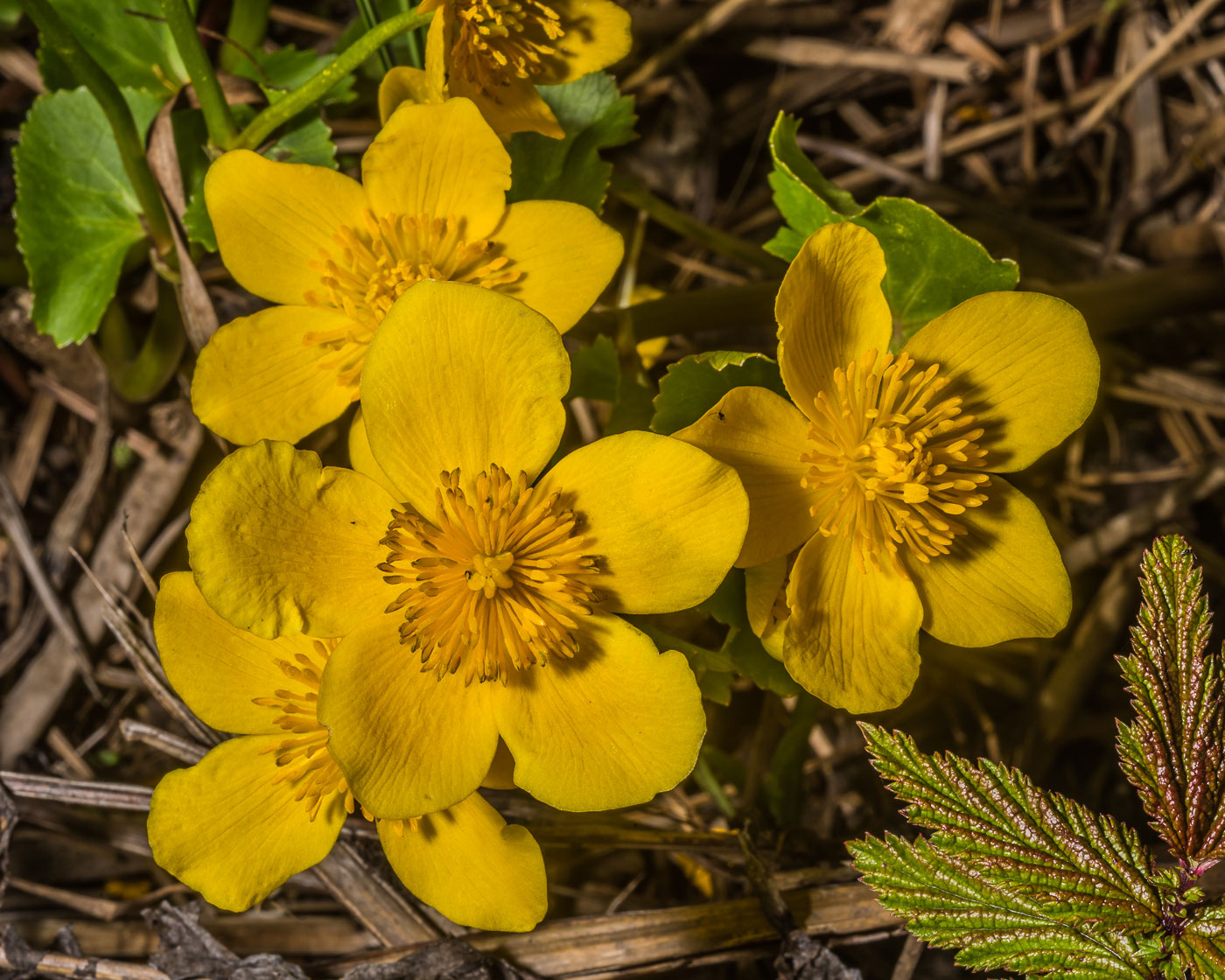 Image of Caltha palustris specimen.
