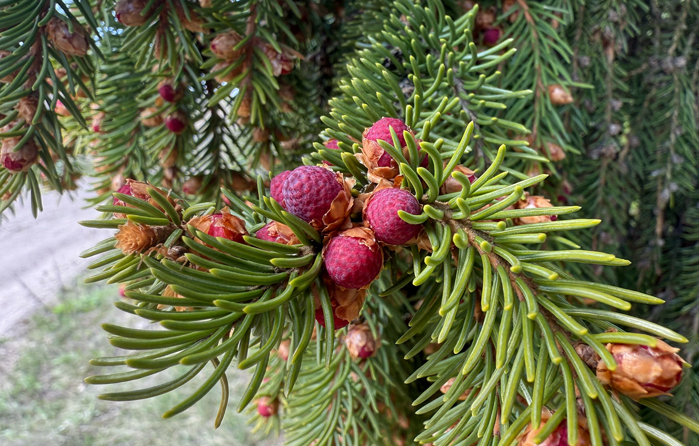 Image of genus Picea specimen.