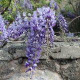 Wisteria sinensis. Соцветия. Крым, г/о Ялта, окр. пос.Форос, на подпорной стенке шоссе. 02.05.2025.