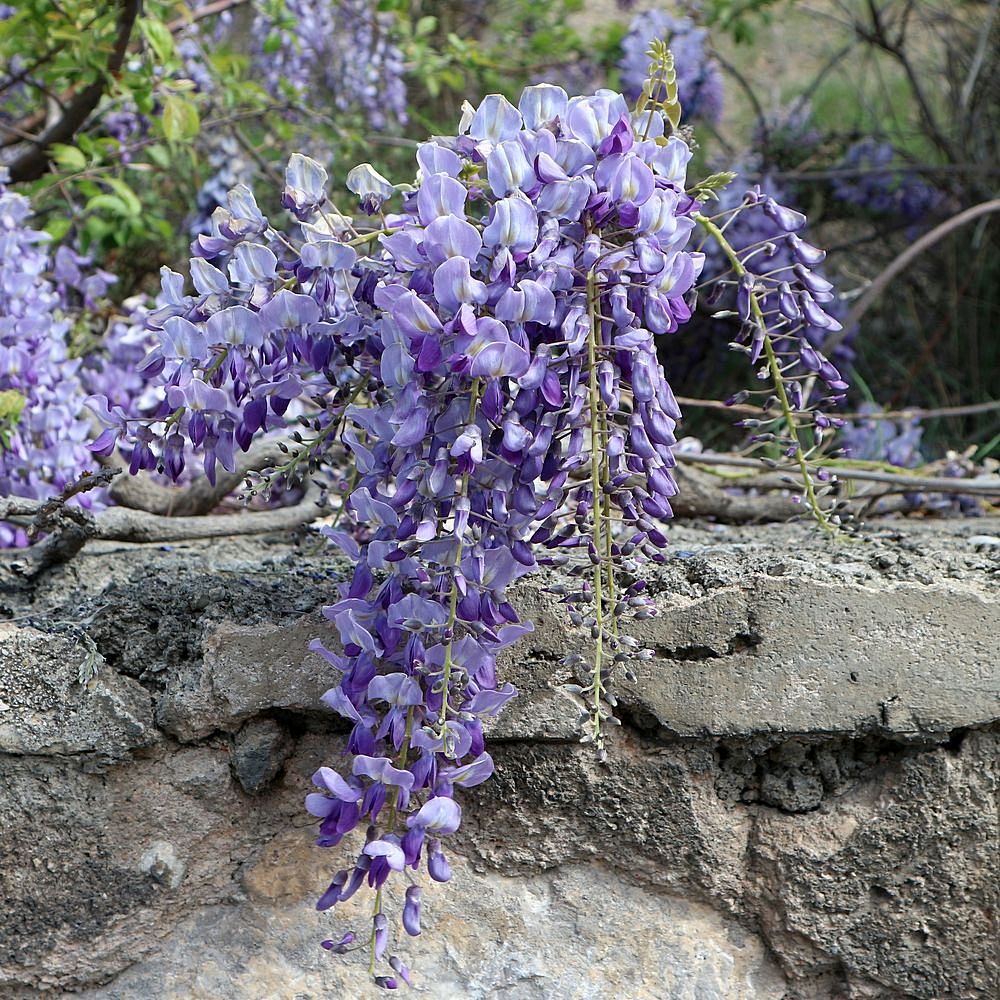 Image of Wisteria sinensis specimen.
