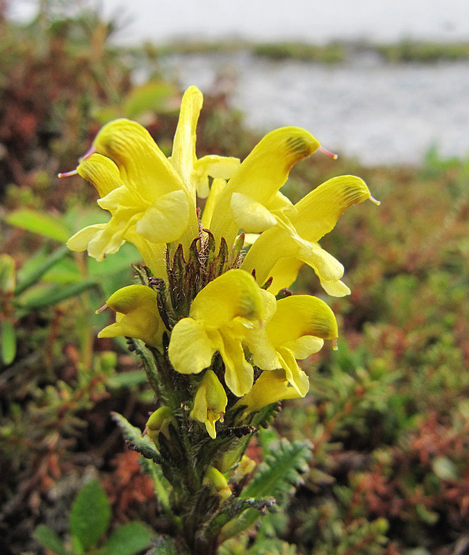 Изображение особи Pedicularis oederi.