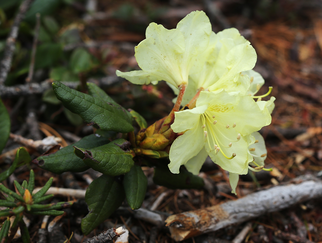 Image of Rhododendron aureum specimen.