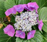 род Hydrangea