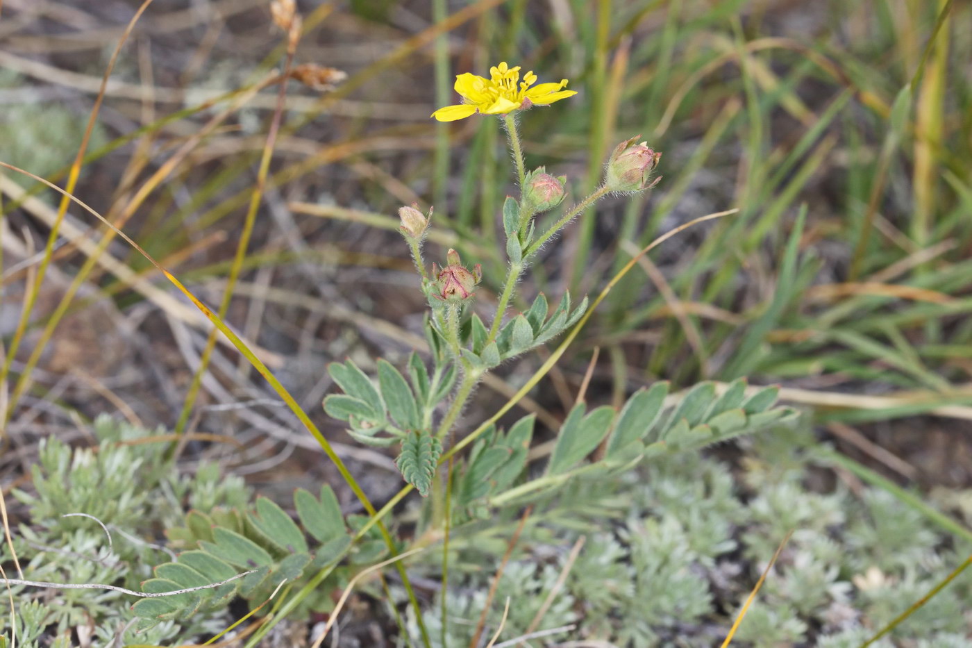 Image of Potentilla lydiae specimen.