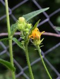 Picris hieracioides