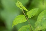 Scrophularia nodosa. Листья. Воронежская обл., Бутурлиновский р-н, окр. г. Бутурлиновка, Шипов лес, широколиственный лес. 24.06.2025.