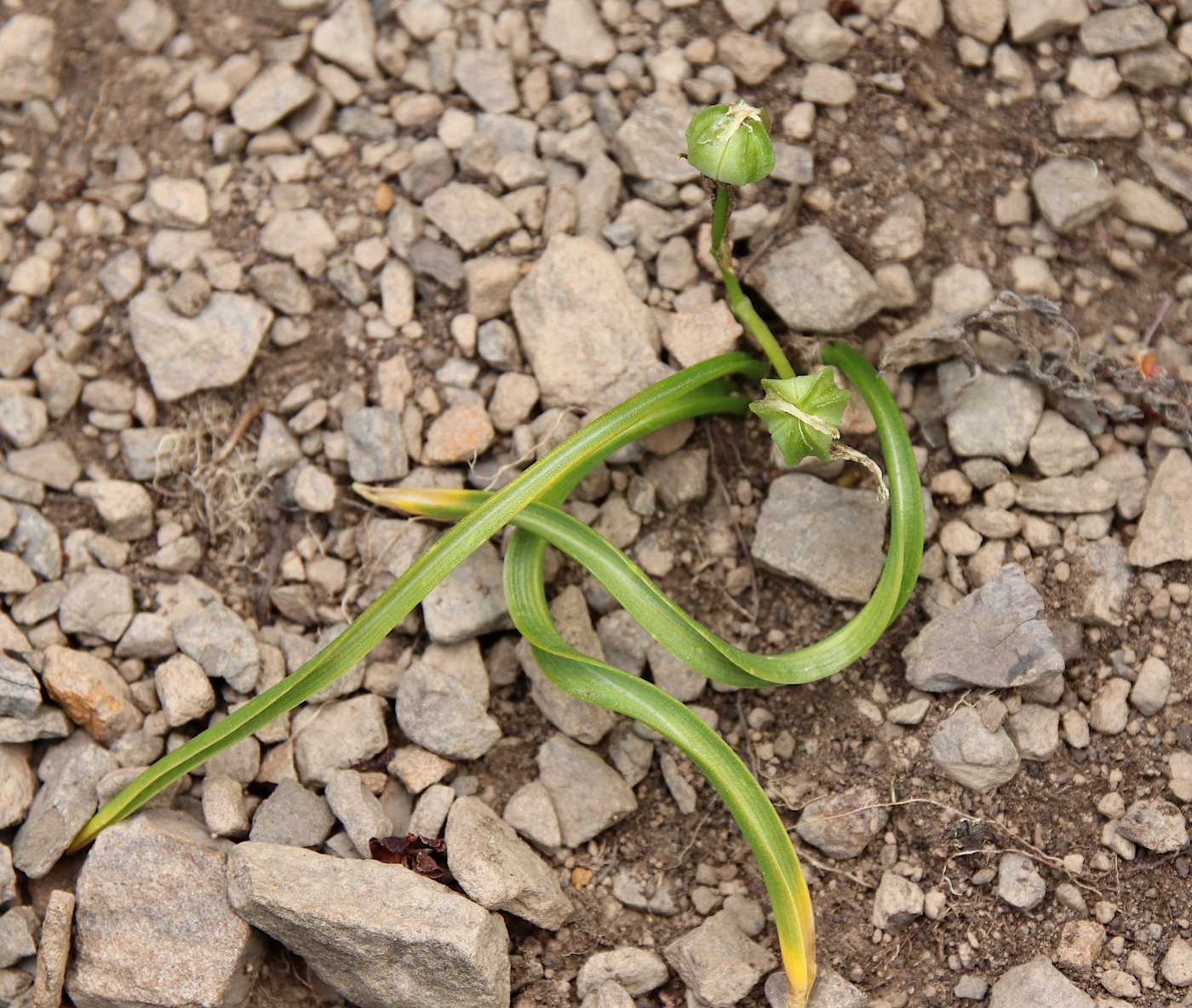 Image of Ornithogalum balansae specimen.