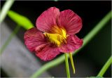 Tropaeolum majus. Цветок. Московская обл., Раменский р-н, окр. дер. Хрипань, садовый участок. 18.08.2025.