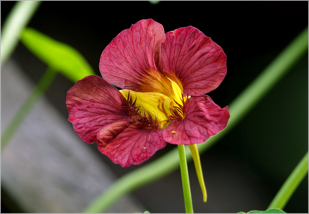 Изображение особи Tropaeolum majus.