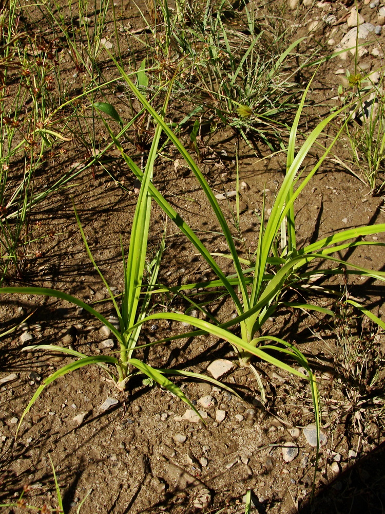 Image of Cyperus orthostachyus specimen.