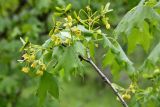 Acer turkestanicum