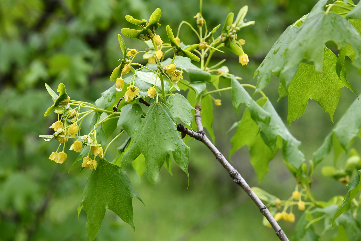 Изображение особи Acer turkestanicum.