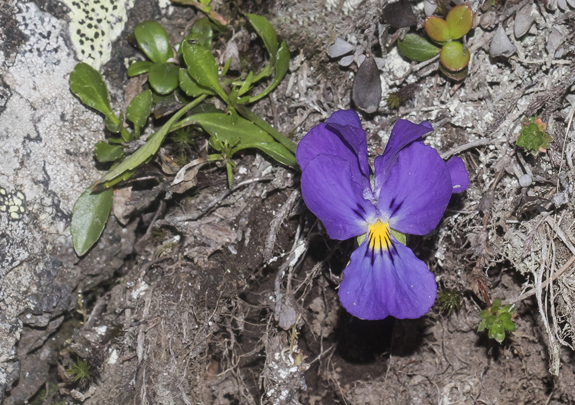 Изображение особи Viola oreades.