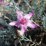 Изображение особи. Автор - Александр Эбель