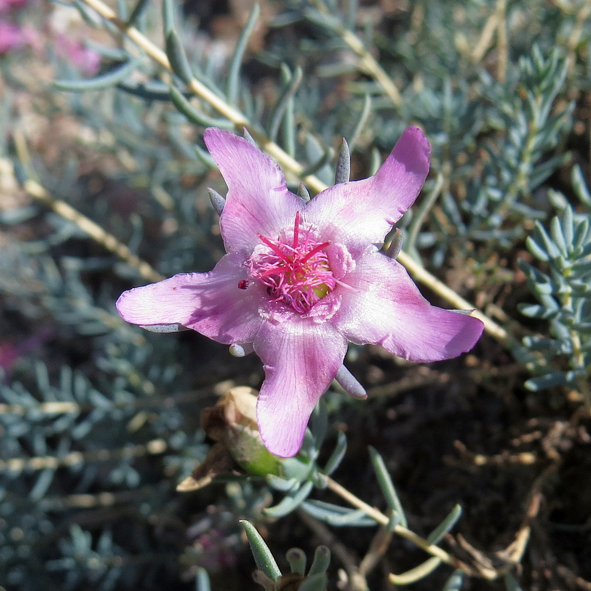 Изображение особи Reaumuria cistoides.