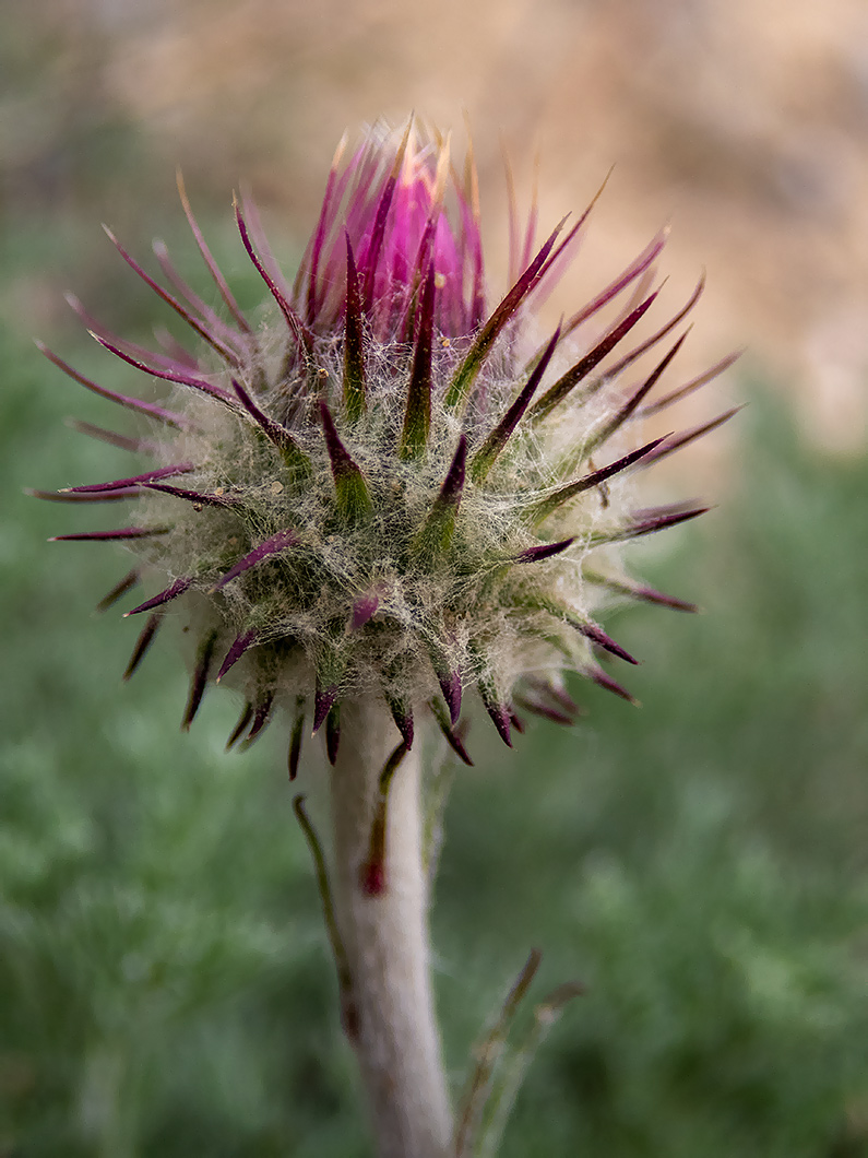 Image of Jurinea roegneri specimen.