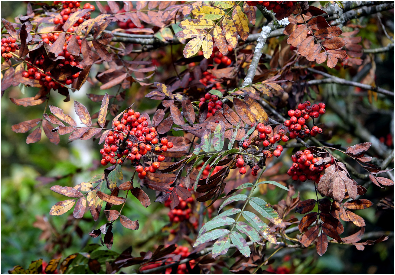 Image of Sorbus aucuparia specimen.