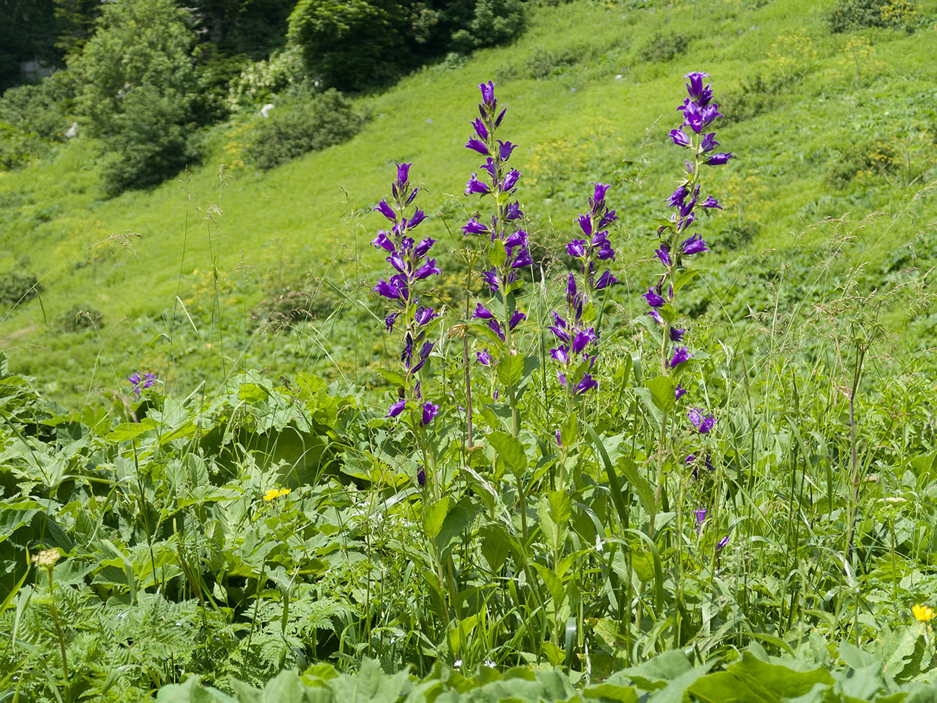 Изображение особи Campanula latifolia.