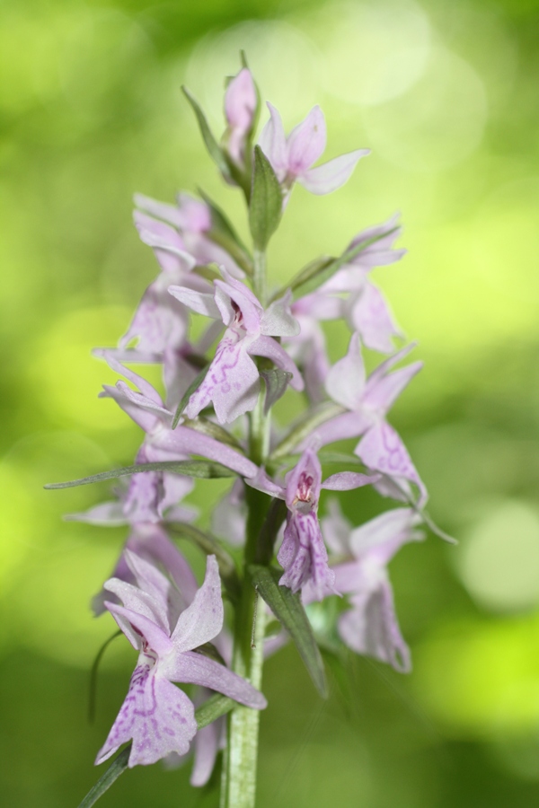 Изображение особи Dactylorhiza urvilleana.