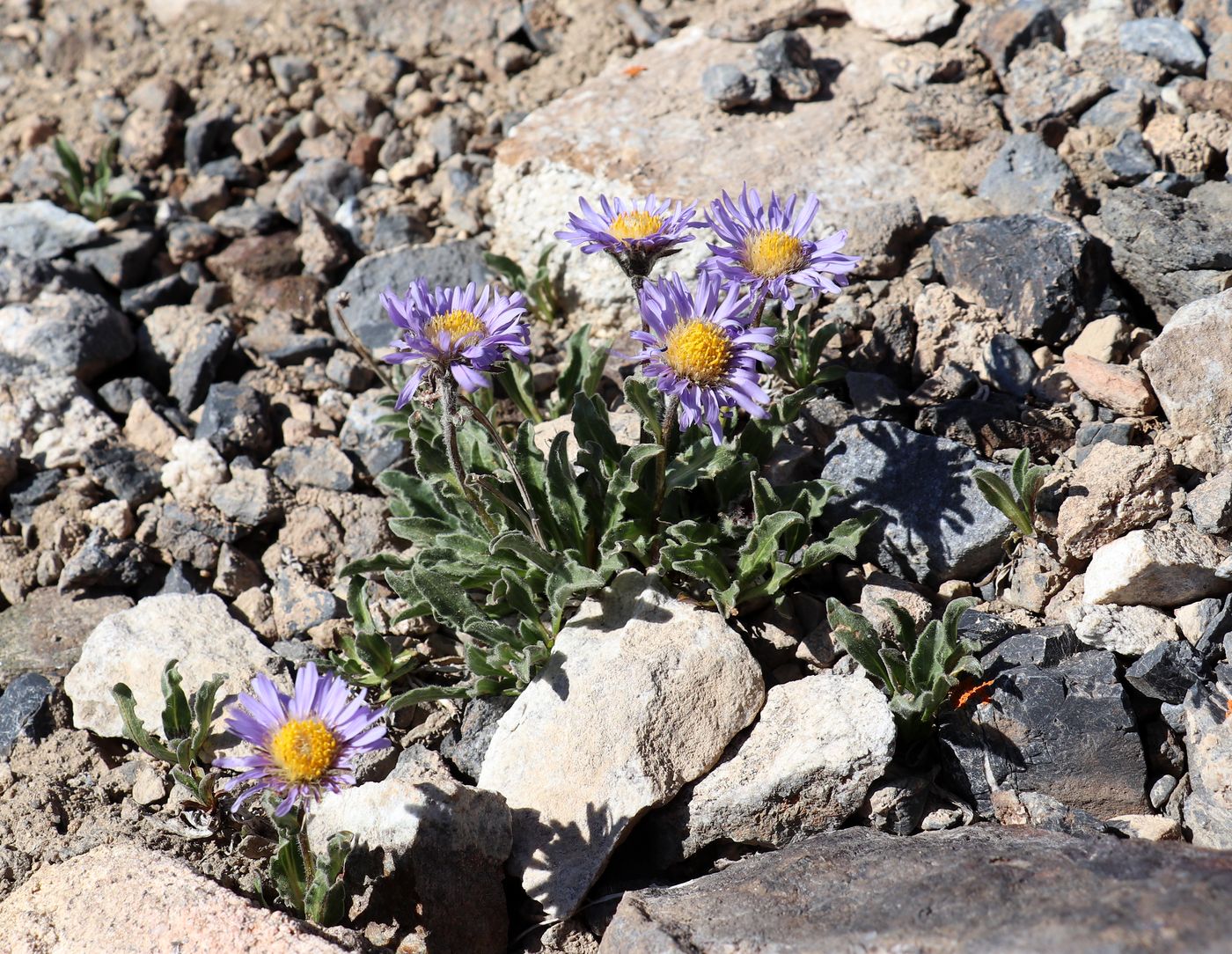 Изображение особи Erigeron heterochaeta.
