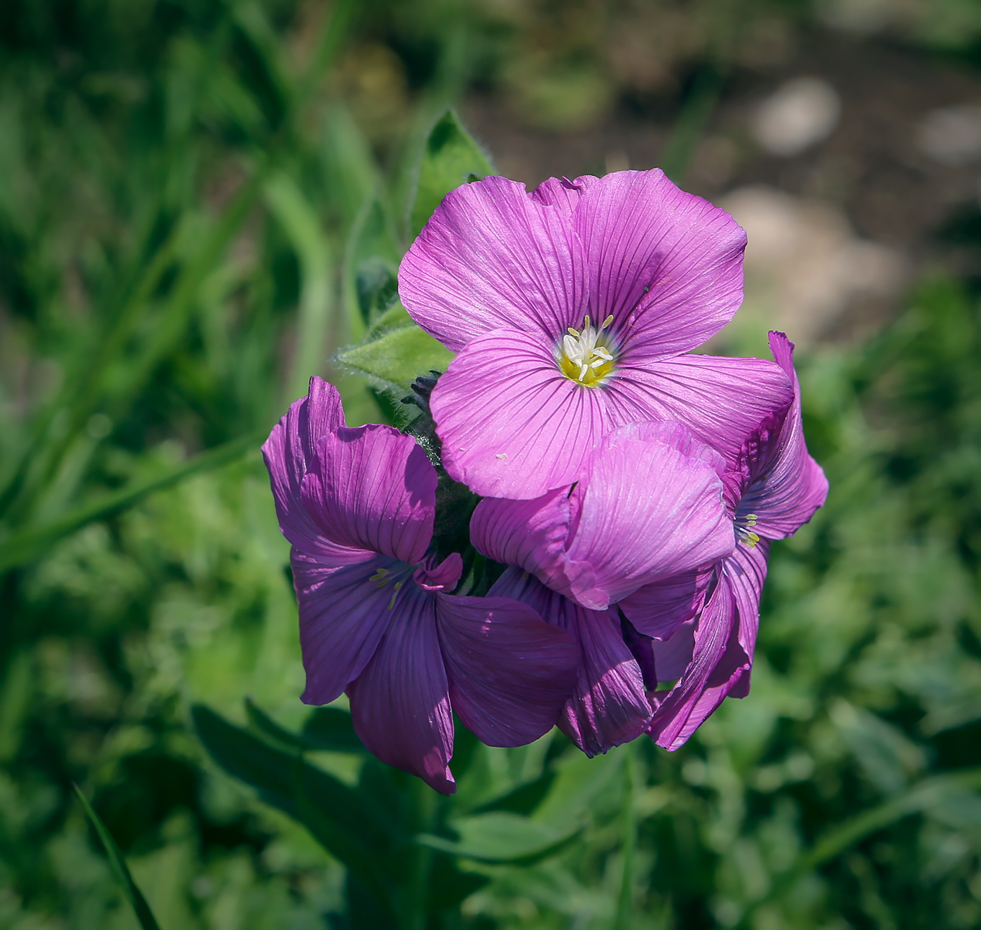Изображение особи Linum hypericifolium.