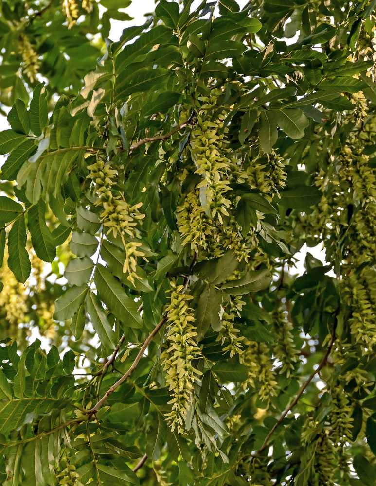 Изображение особи Pterocarya stenoptera.