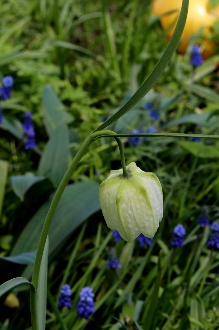 Изображение особи Fritillaria pallidiflora.