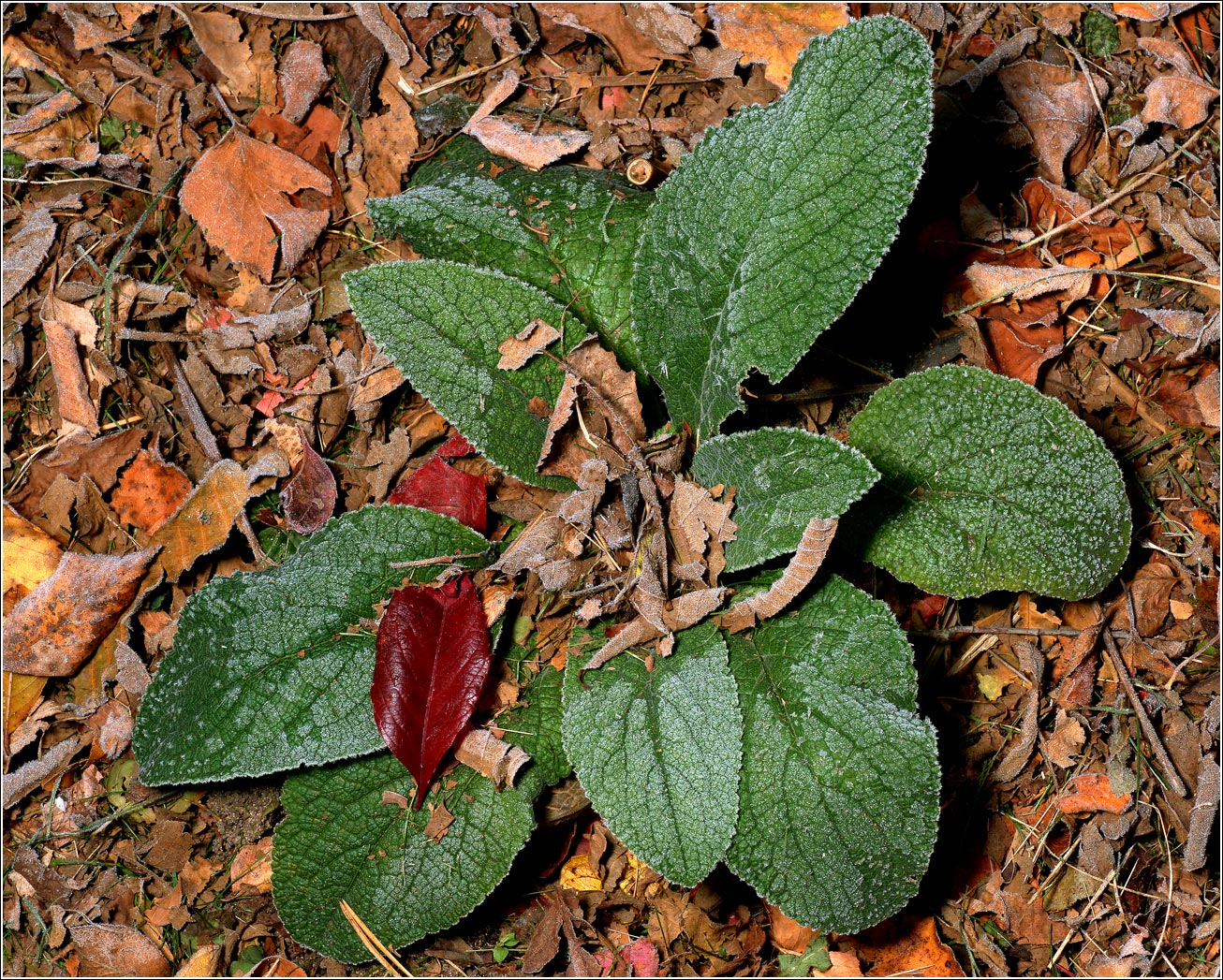 Изображение особи Неопознанный вид.