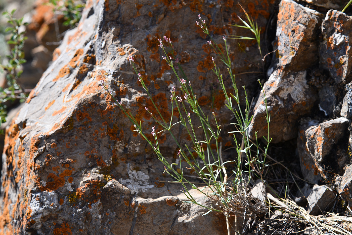 Image of Asperula oppositifolia specimen.