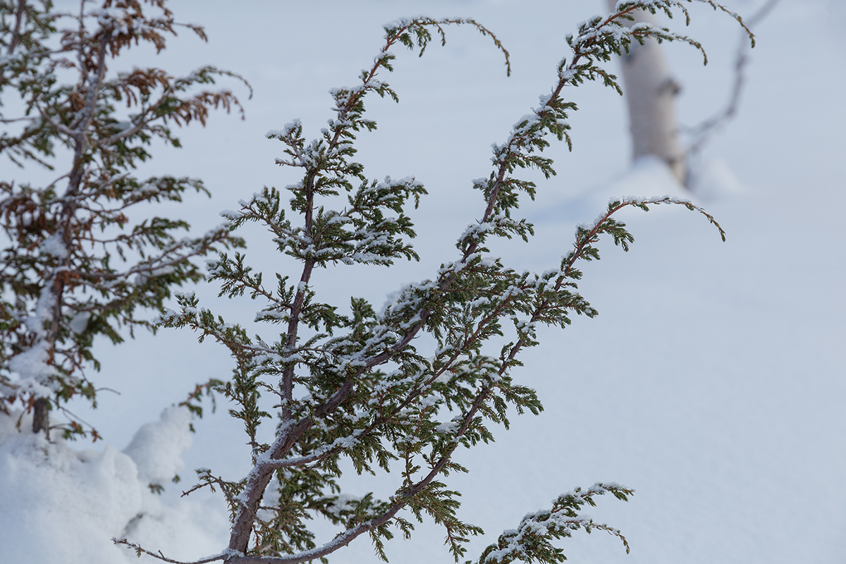 Изображение особи род Juniperus.